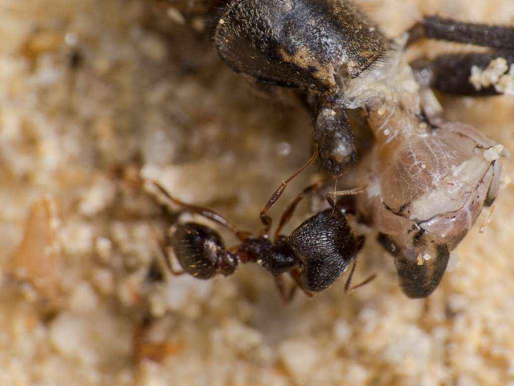 Pheidole spathifera - Heimchen