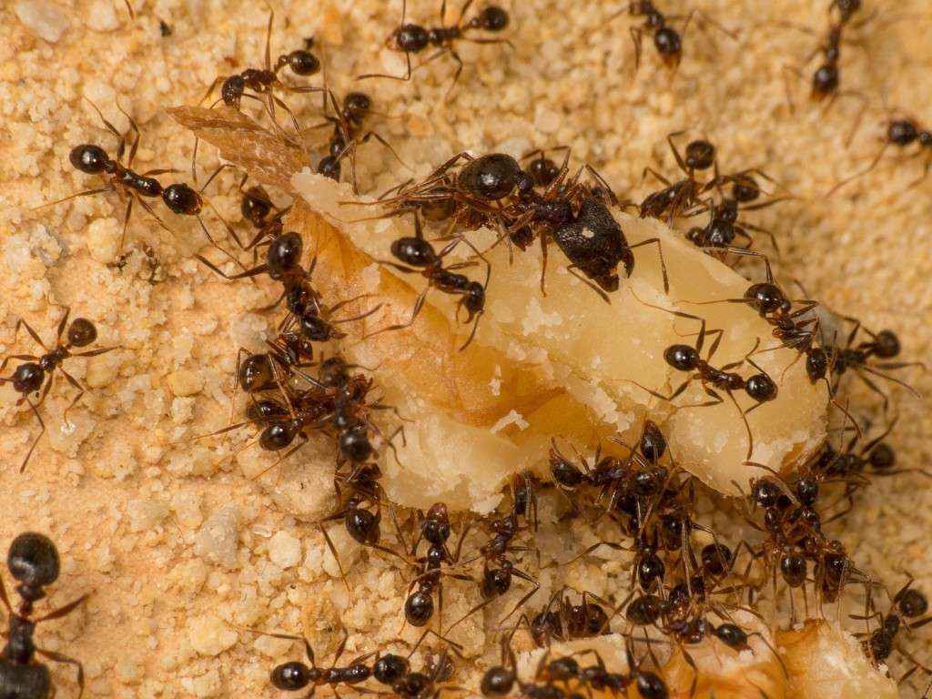 Pheidole spathifera Arbeiterinnen zerlegen eine Walnuss