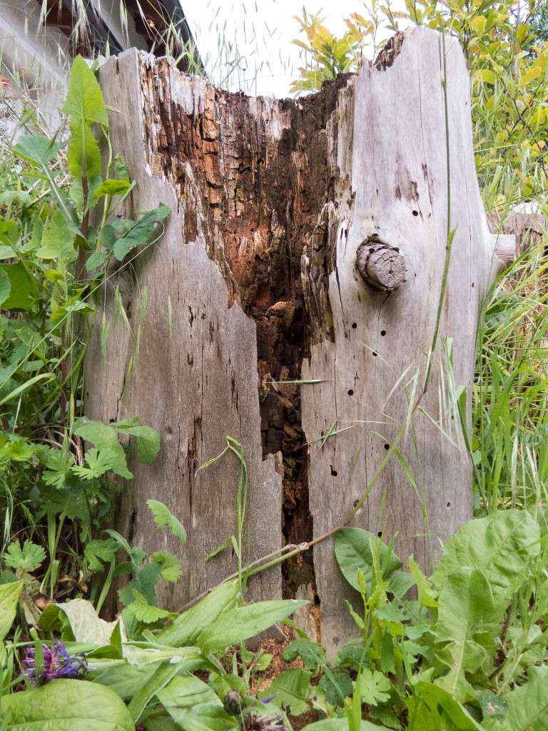 Durchnässter Fichtenbaumstumpf in dem sich das Nest befindet