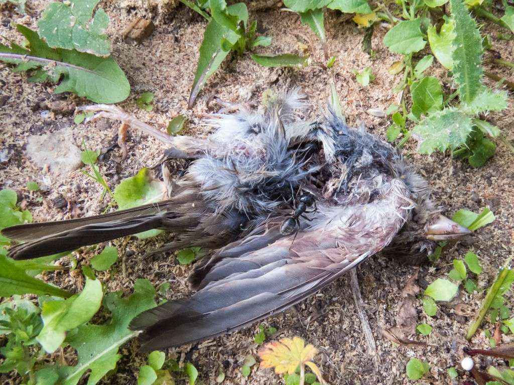 Camponotus vagus Arbeiterinnen zerlegen einen toten Vogel