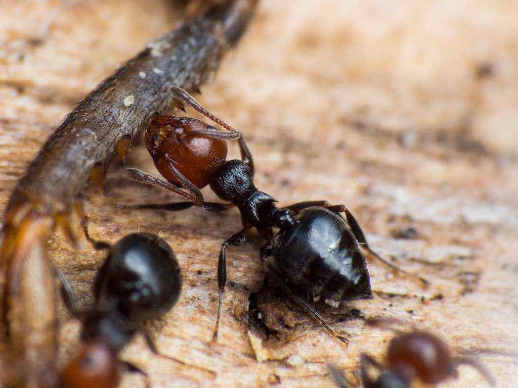 Zum Vergleich eine Crematogaster scutellaris Arbeiterin