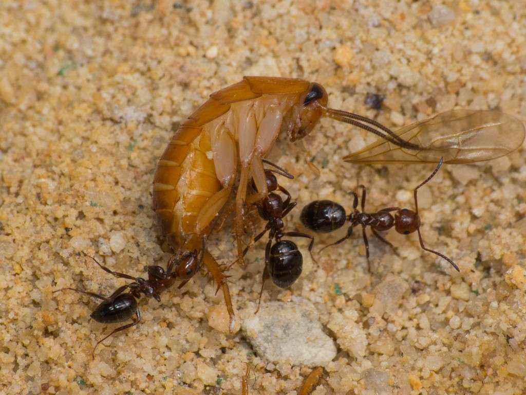 drei Camponotus lateralis Arbeiterinnen zerlegen eine Schokoschabennymphe