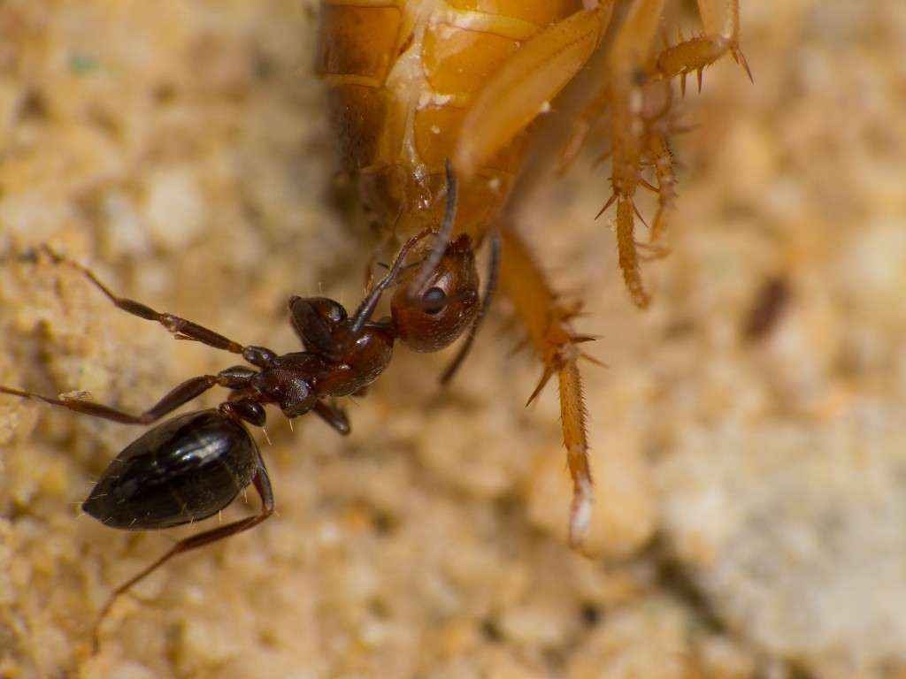 Nahansicht einer Camponotus lateralis Arbeiterin beim Zerlegen einer Schokoschabennymphe