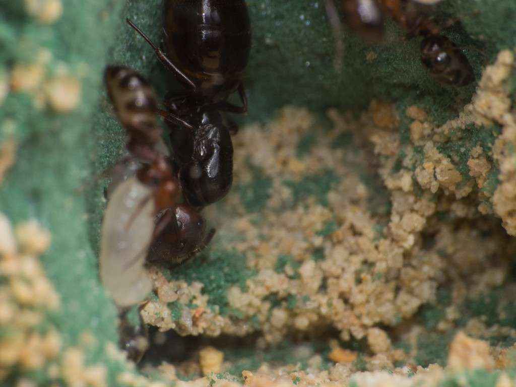 Camponotus lateralis Gyne im Steckschaumnest