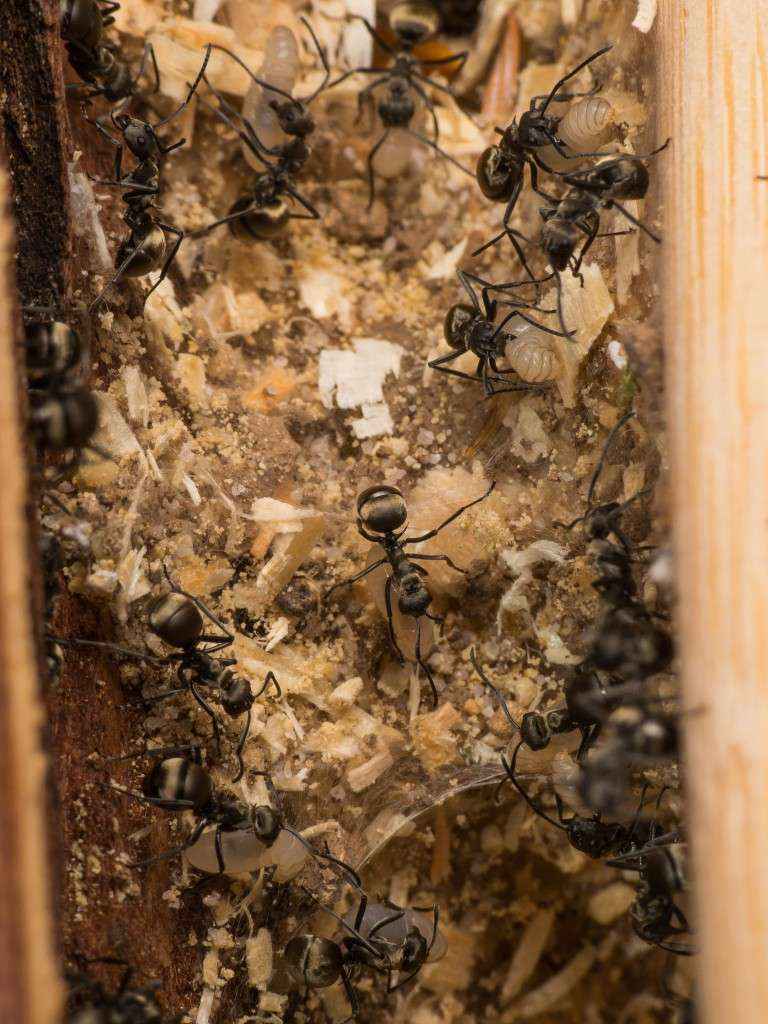 Mehrere Polyrhachis dives Arbeiterinnen beim Nestbau mittels Larven