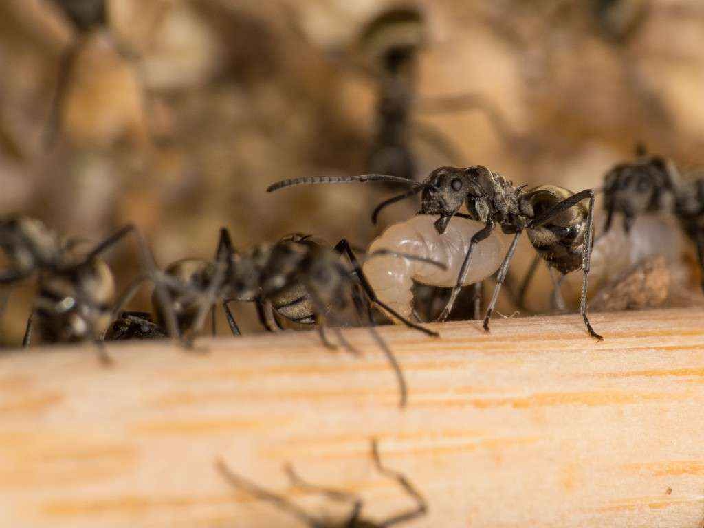 Polyrhachis dives Arbeiterin mit Larve auf dem Mikadostäbchen