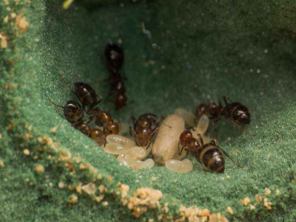 Eine kleinere Brutkammer im kühleren Bereich des Nests. Man erkennt auch hier einige noch nicht ganz ausgehärtete Arbeiterinnen.