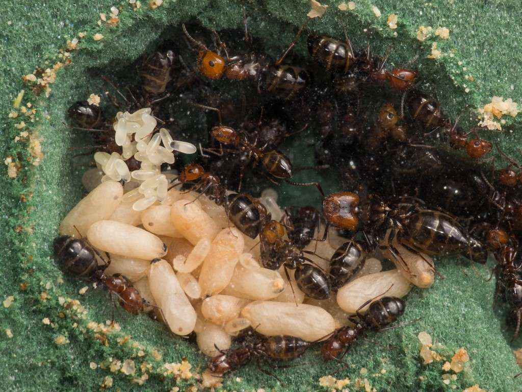 Camponotus lateralis: Nahansicht einer Nestkammer