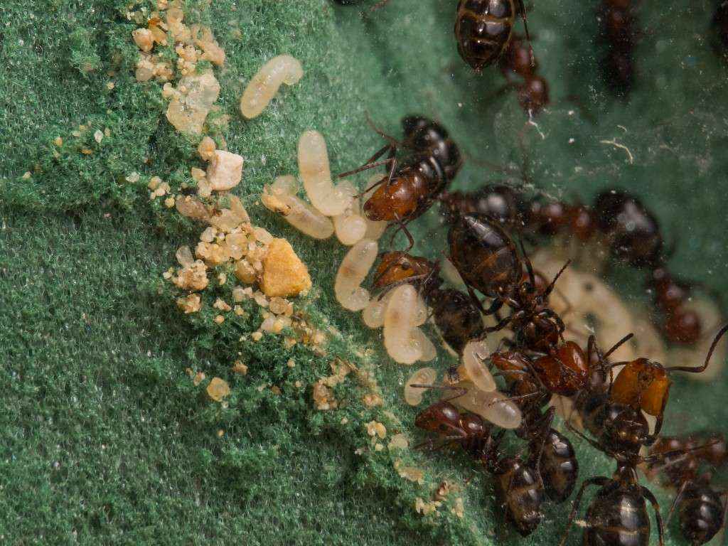 Camponotus lateralis: Nahansicht einer weiteren Nestkammer mit Arbeiterinnen und Larven