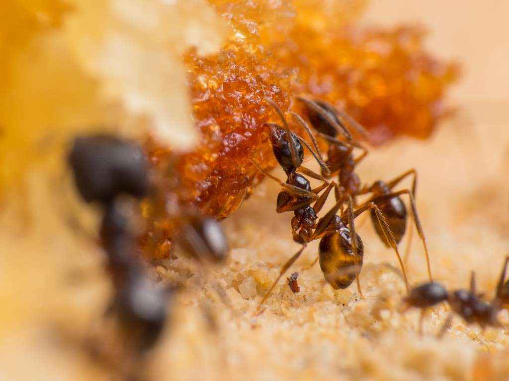 Pheidole spathifera Arbeiterinnen nehmen Flüssigkeit von der Fruchtfüllung auf