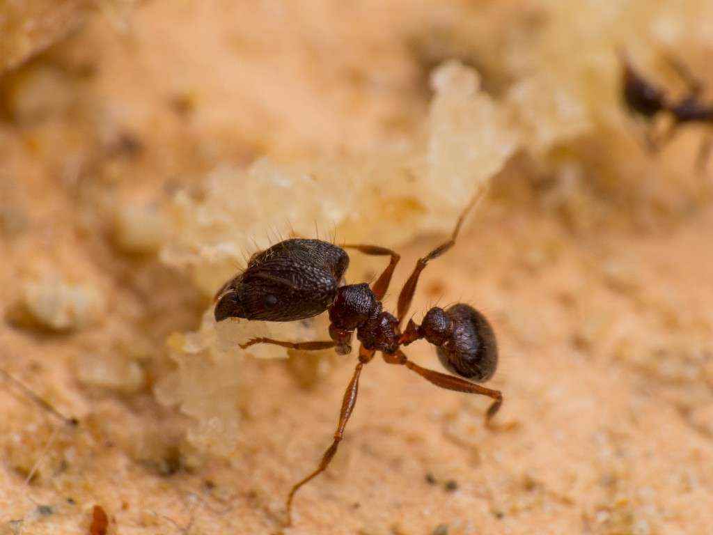 Pheidole spathifera Soldatin beim Zerlegen eines Krümels