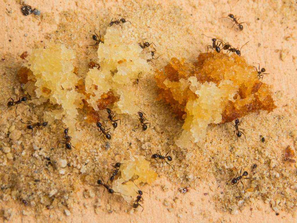 Pheidole spathifera Arbeiterinnen zerlegen Kuchenkrümel