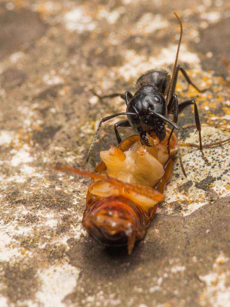 Camponotus vagus Major-Arbeiterin beim Zerlegen einer Schabe