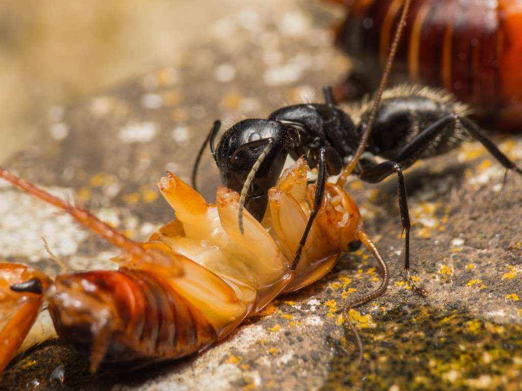 Camponotus vagus Major-Arbeiterin beim Zerlegen einer Schabe