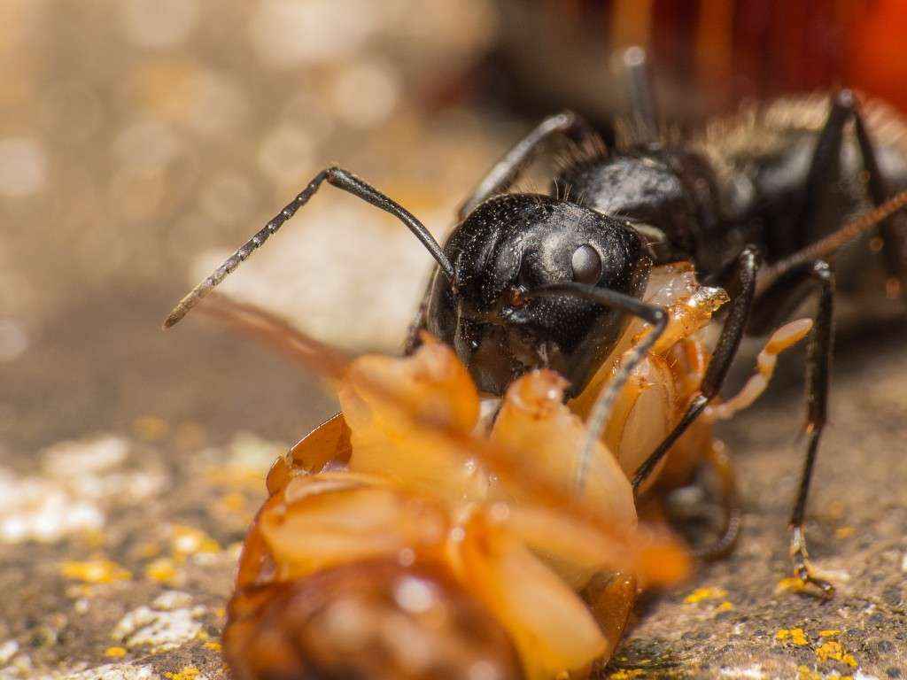 Camponotus vagus Major-Arbeiterin beim Zerlegen einer Schabe