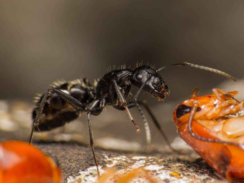 Camponotus vagus Minorarbeiterin macht eine kurze Pause