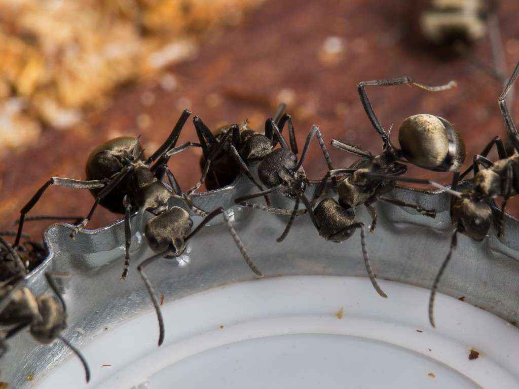 Polyrhachis dives Arbeiterinnen nehmen Zuckerwasser aus einem Kronkorken auf.