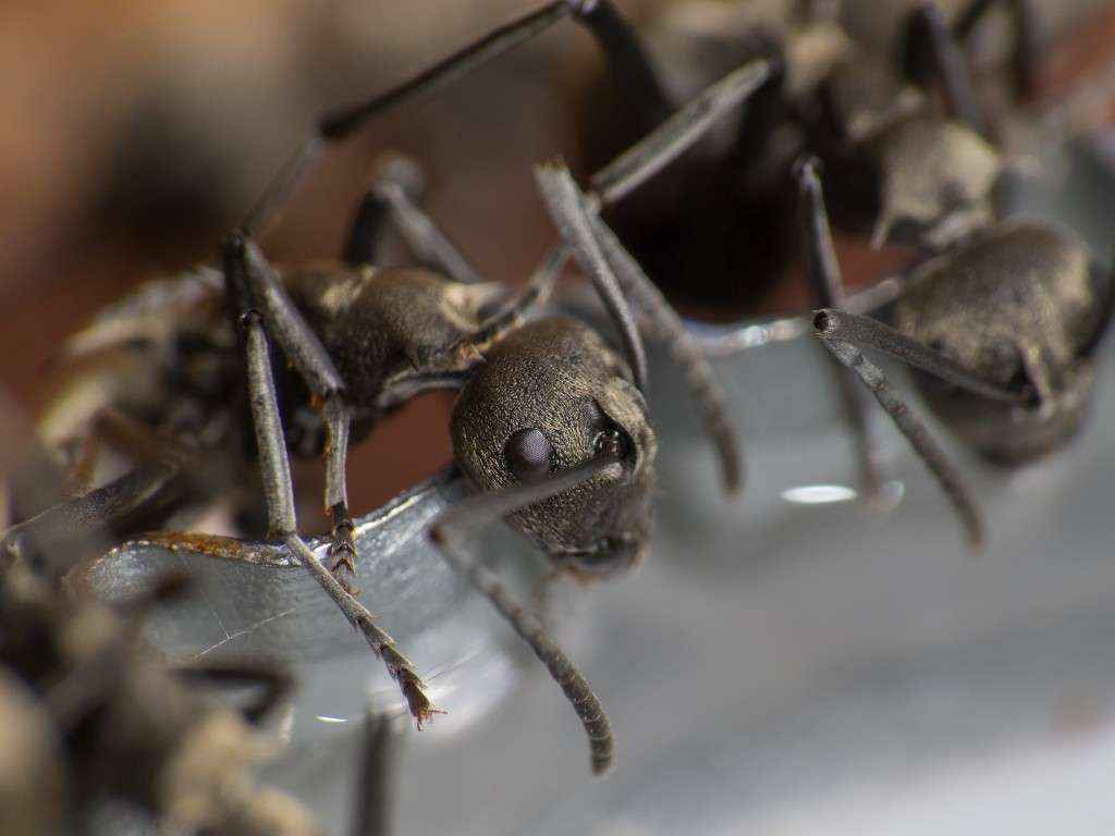 Nahansicht einer Polyrhachis dives Arbeiterin bei der Aufnahme von Zuckerwasser.