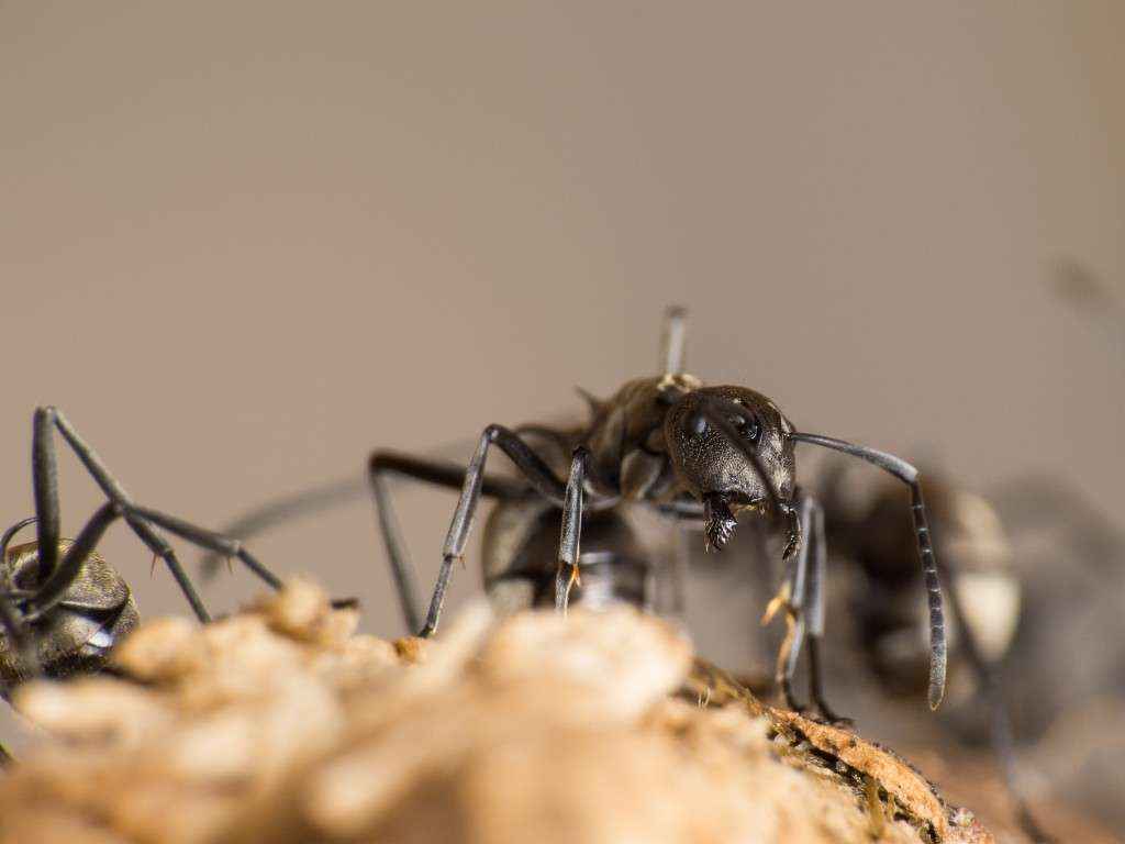 Polyrhachis dives Arbeiterin in Drohgebärde.