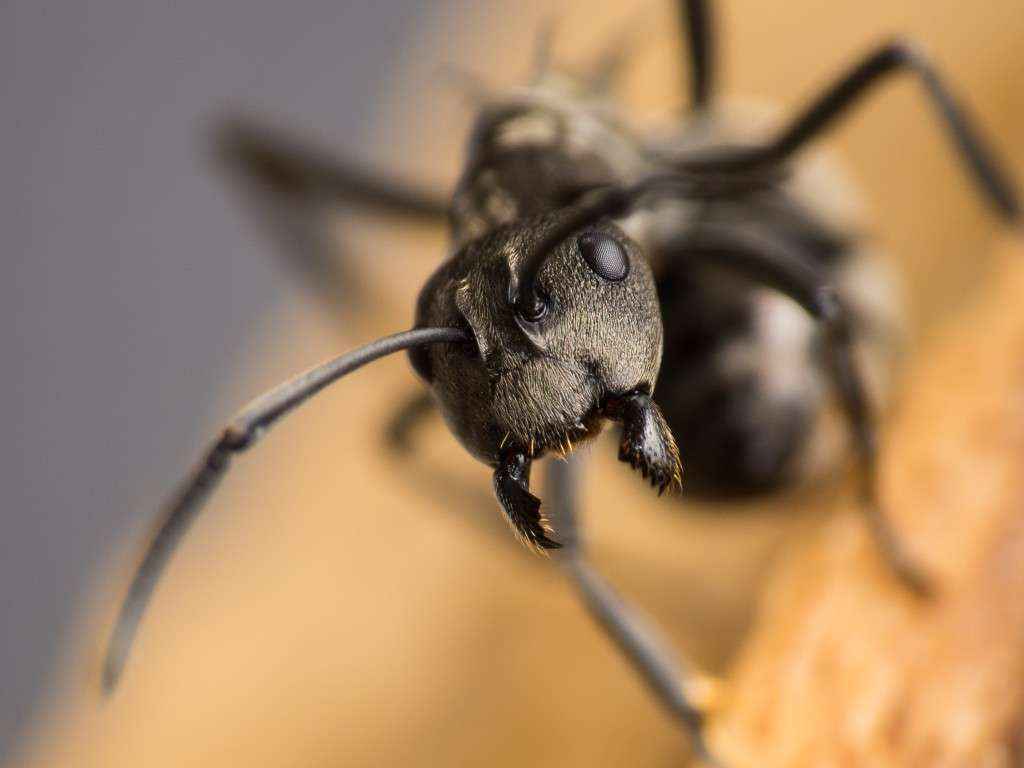 Nahansicht der drohenden Polyrhachis dives Arbeiterin.