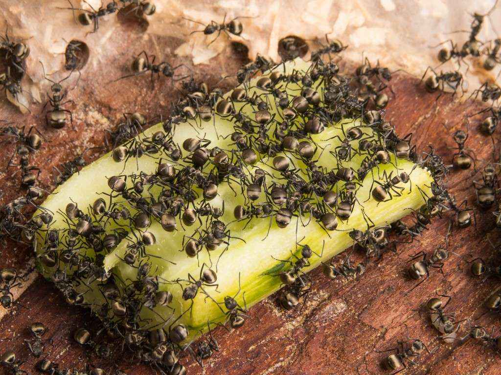 Ganz schön viele Polyrhachis dives Arbeiterinnen an der Gurke