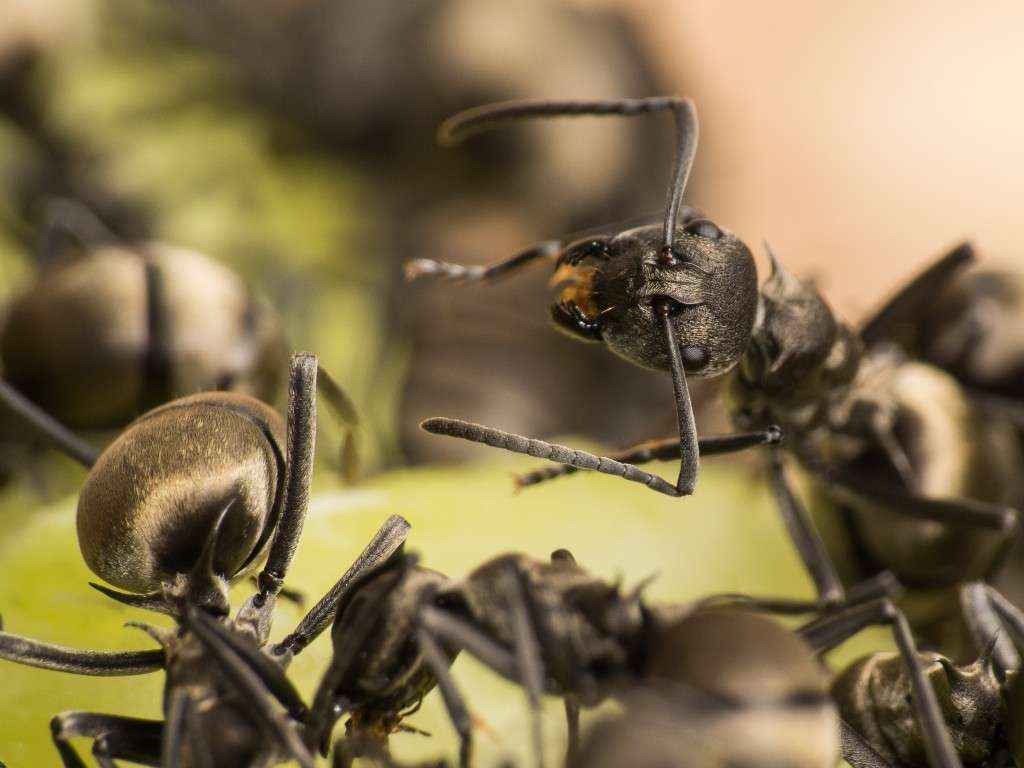 Nahansicht einer Polyrhachis dives Arbeiterin