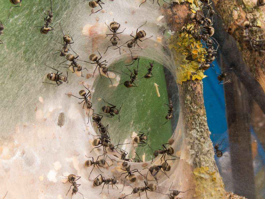 Mehrere Polyrhachis dives Arbeiterinnen verengen gerade eine Stelle zwischen Zweig und Glasscheibe.