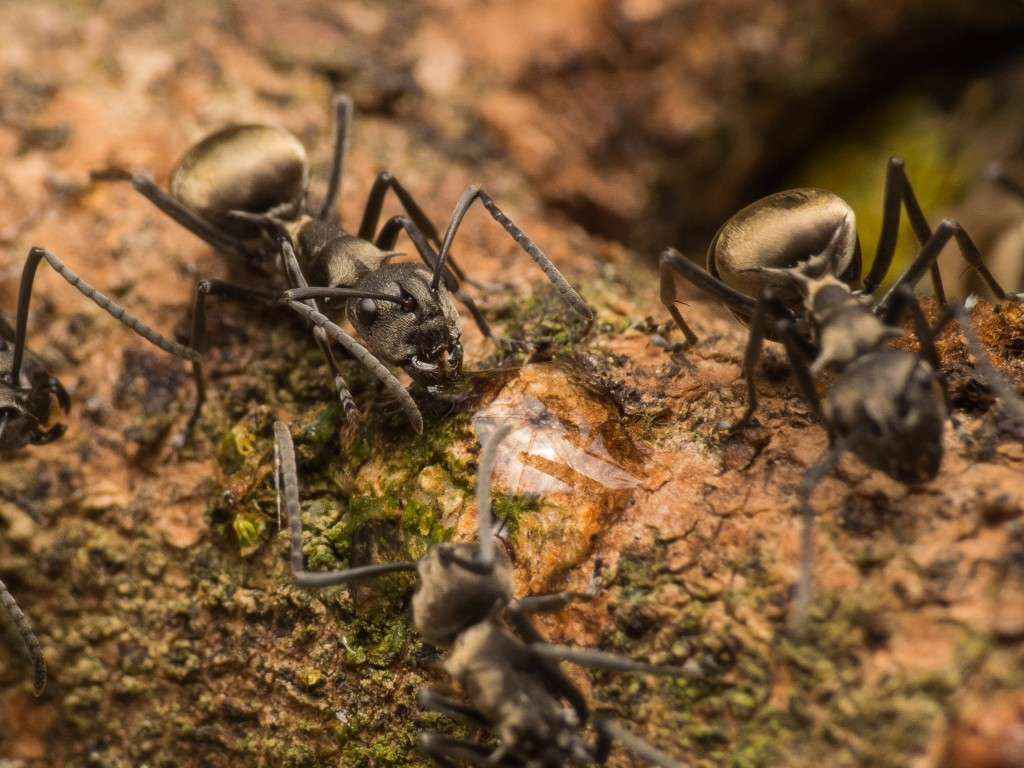 Eine weitere Polyrhachis dives Arbeiterin bei der Aufnahme von Zuckerwasser