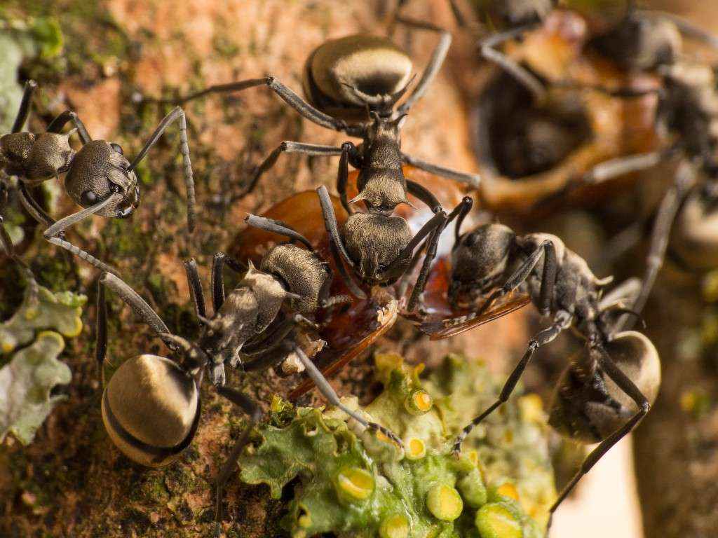 Drei Polyrhachis dives Arbeiterinnen zerlegen eine tote Schokoschabe (Blatta lateralis)