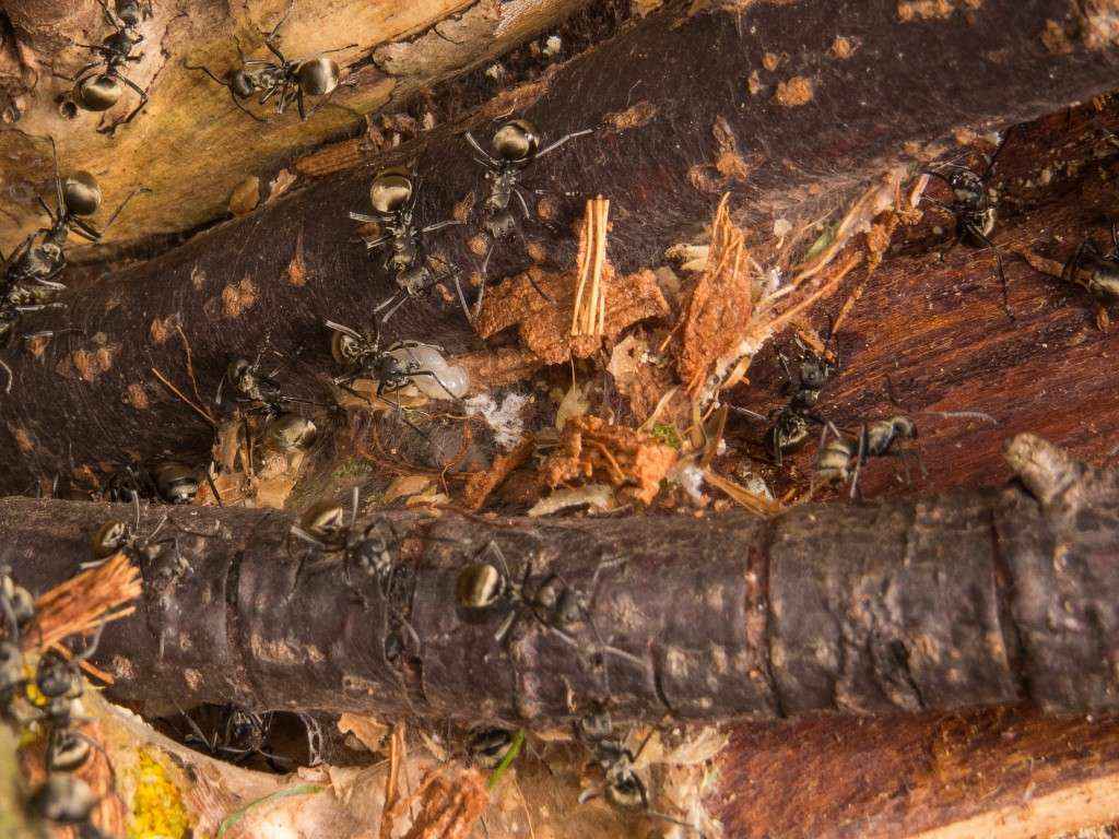 Polyrhachis dives Arbeiterinnen beim Nestbau auf der linken Seite.