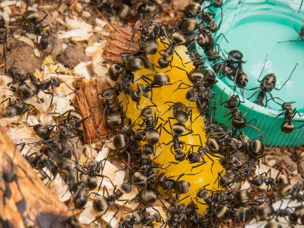 Polyrhachis dives Ameisen beim Zerlegen eines Eigelbstückchens.