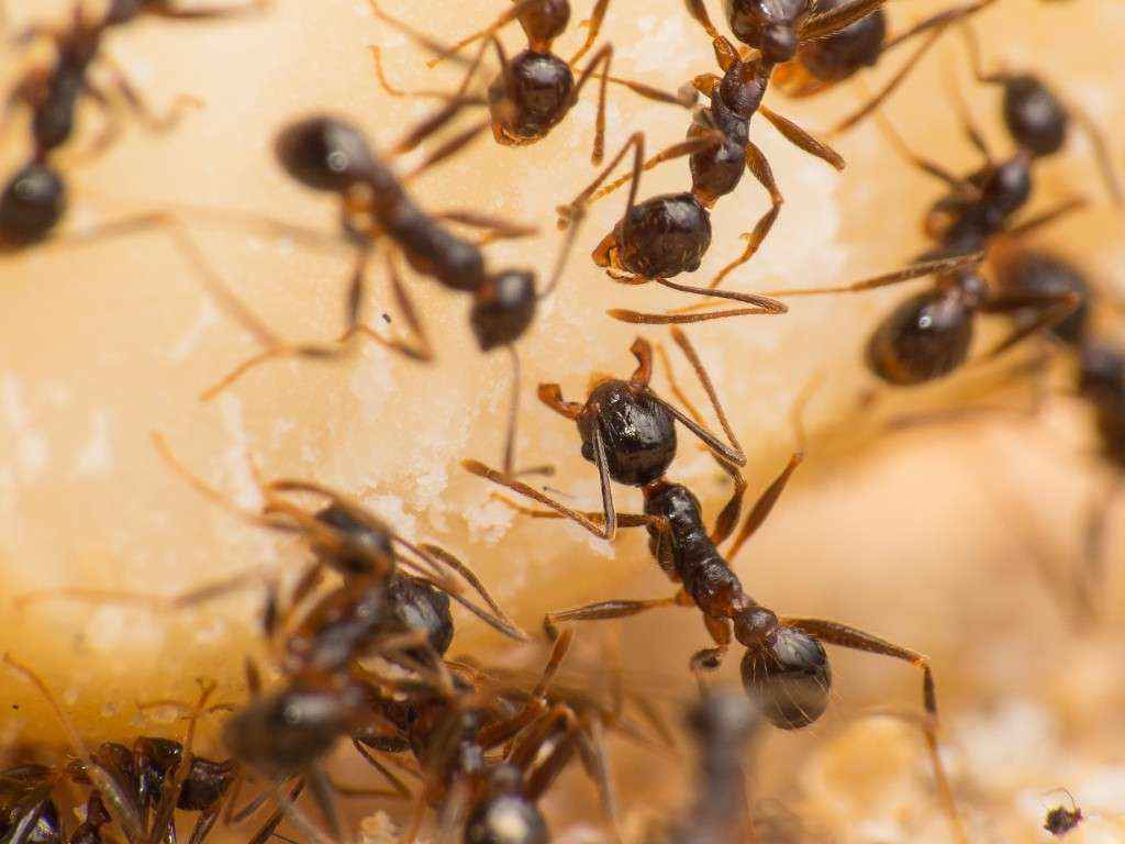 Eine Pheidole spathifera Arbeiterin hat ihre Mandibeln weit aufgerissen, um ein Stück Nuss abzubeißen.