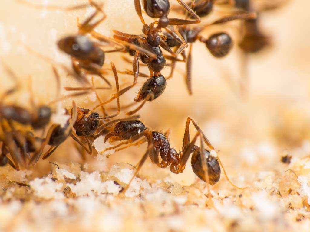 Eine Pheidole spathifera Arbeiterin hat ein Stückchen Nuss erwischt und hält es zwischen den Mandibeln.