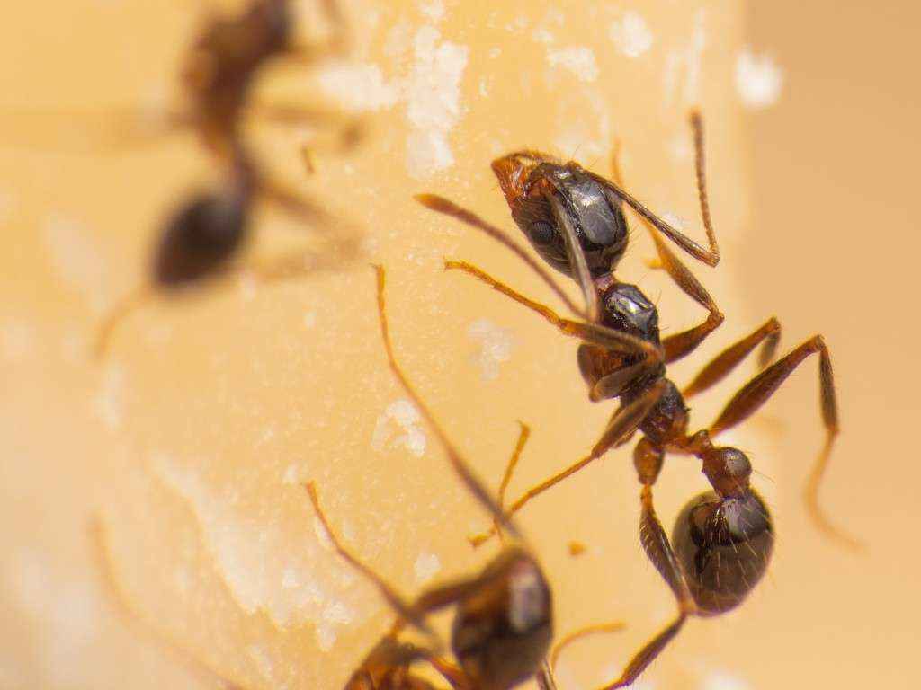 Nahansicht einer Pheidole spathifera Arbeiterin