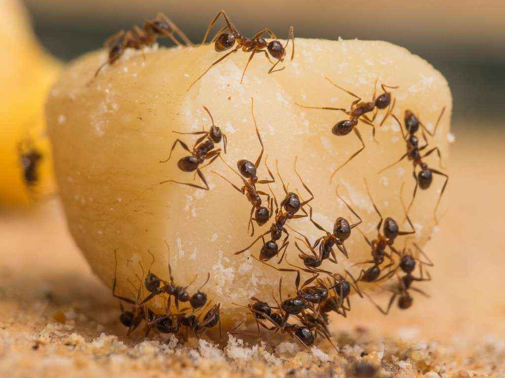 Die rekrutierten Pheidole spathifera Arbeiterinnen machen sich an der Paranuss zu schaffen.