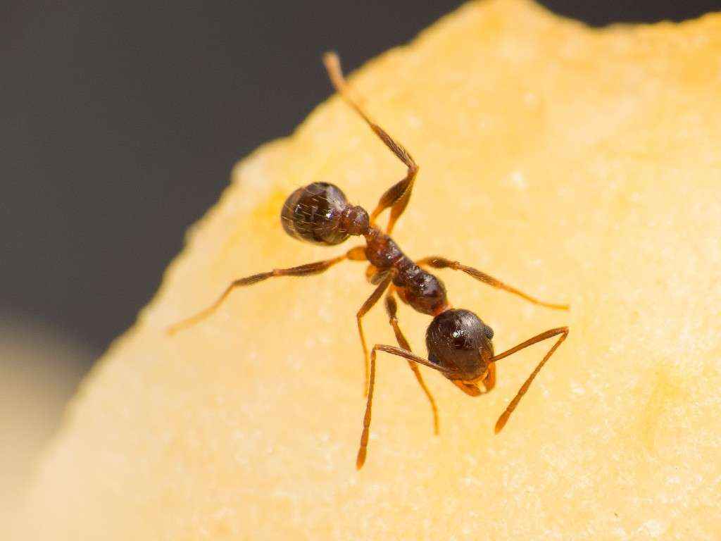 Eine einzelne Pheidole spathifera Arbeiterin untersucht das Stück Apfel.