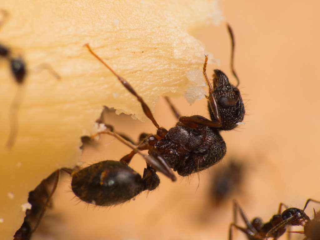 Eine der Pheidole spathifera Gynen ohne Flügel (dealat) an der Paranuss.