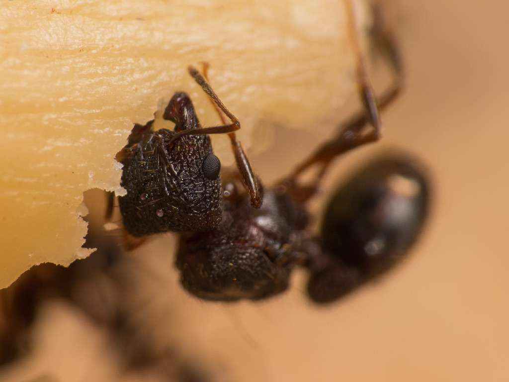 Eine weitere Pheidole spathifera Gyne ist gerade bei ein Stückchen von der Paranuss abzutrennen. Recht gut kann man auch die drei Stirnaugen (Ocelli) erkennen