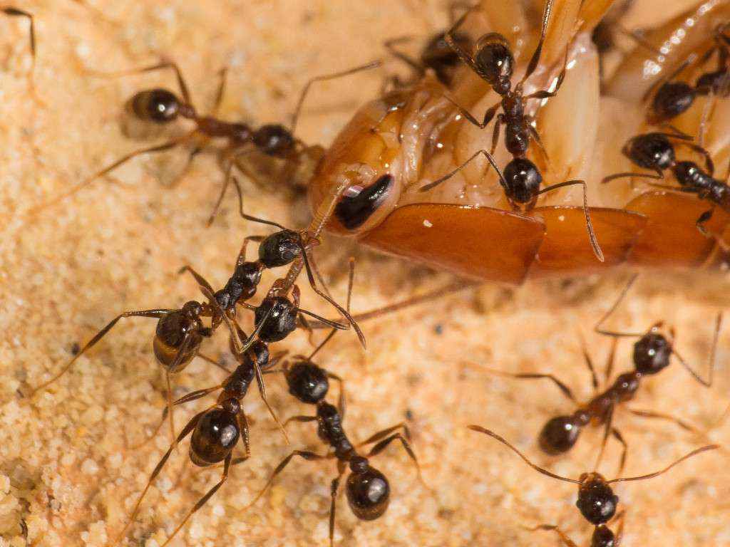 Zwei Pheidole spathifera Arbeiterinnen  haben einen der Fühler der Schabe fest im Griff.