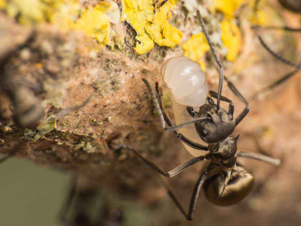 Eine Polyrhachis dives Arbeiterin hält eine Larve, um sie zum Spinnen einzusetzen.