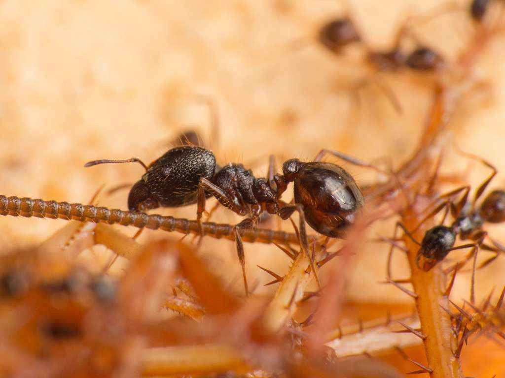 Eine Pheidole spathifera Soldatin bei der Arbeit.