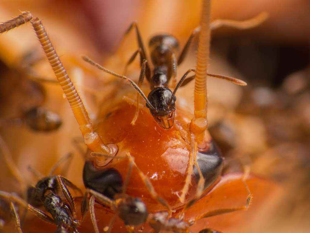 Pheidole spathifera Minor-Arbeiterin will hoch hinaus (auf dem Kopf der Schabe).