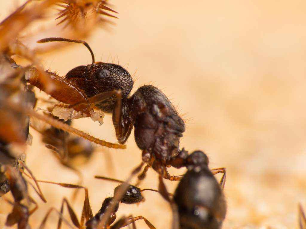 Eine Pheidole spathifera Gyne beim Zerlegen einer Schabe