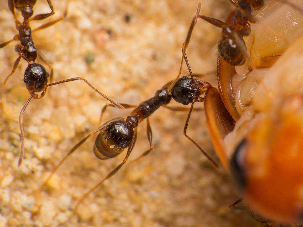 Pheidole spathifera Minor-Arbeiterin beißt in den Chiitinpanzer.