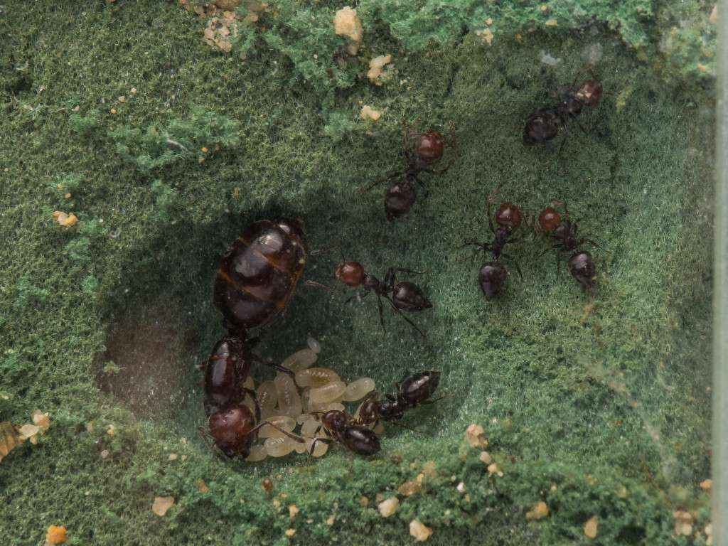 Die kleine Crematogaster scutellaris Kolonie im Steckschaumnest.