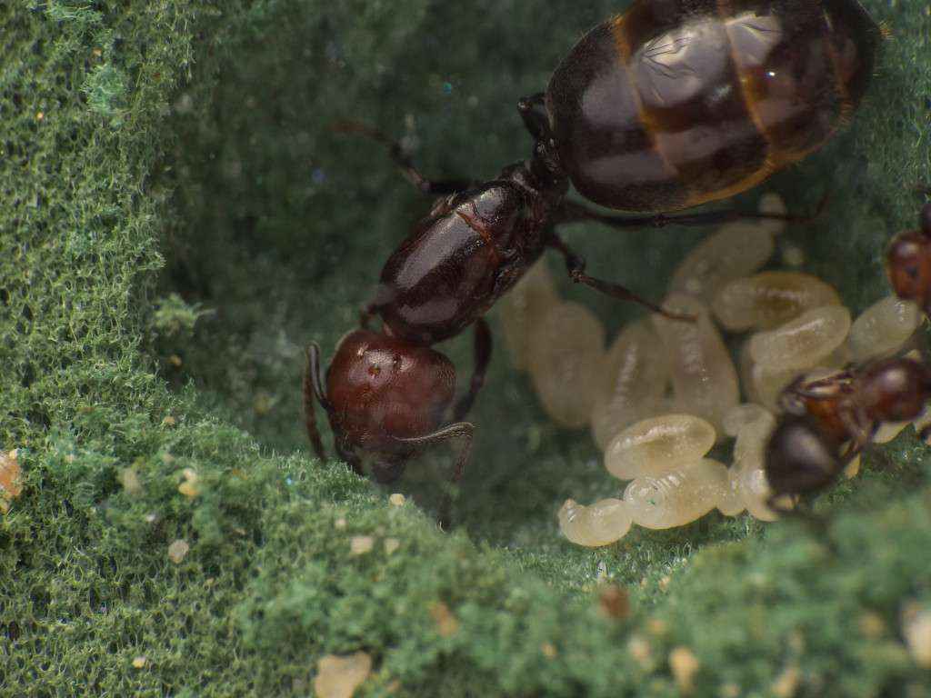 Die Crematogaster scutellaris Gyne in ihrem Steckschaumnest.