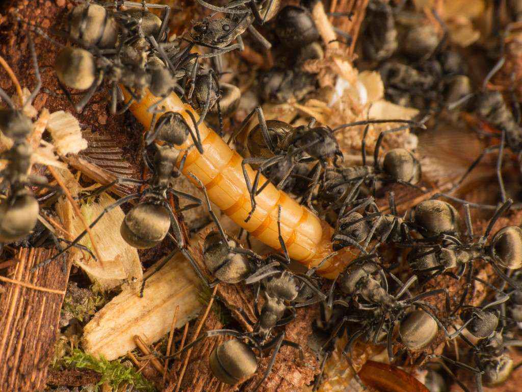 Der Mehlwurm hat sich natürlich auch beharrlich gewehrt und bewegte sich teils recht Wild durch das Formicarium.