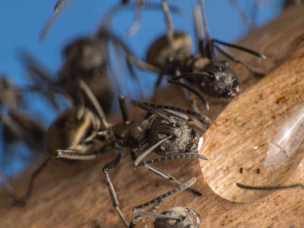 Polyrhachis dives Arbeiterinnen trinken an einem Tropfen Zuckerwasser.