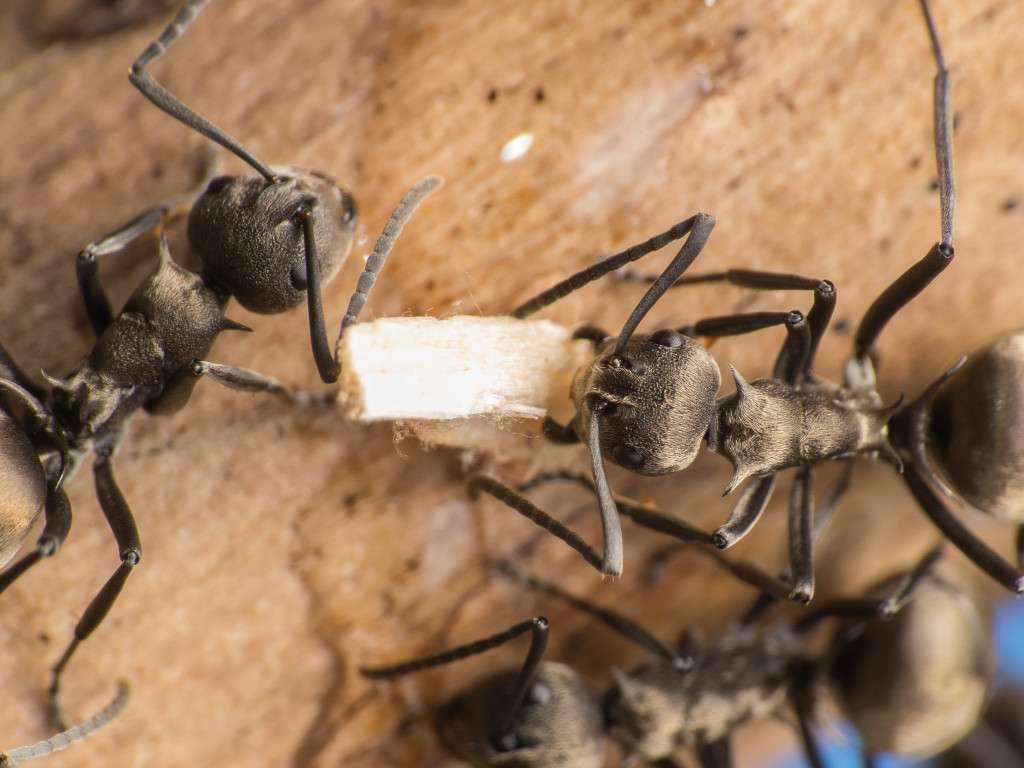 Polyrhachis dives Arbeiterin hält ein Stück Kleintierstreu zwischen den Mandibeln.