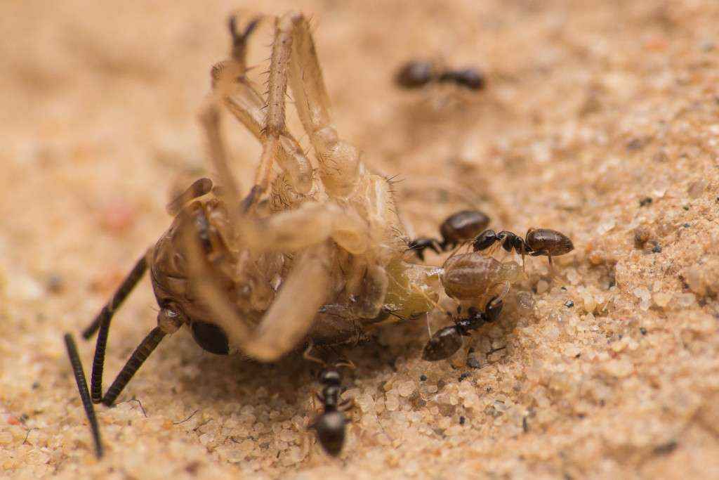 Mehrere Plagiolepis pygmae Arbeiterinnen machen sich an einem Heimchenkopf zu schaffen